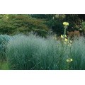 Ryškėtoji sora ( lot. Panicum virgatum) Dallas Blue