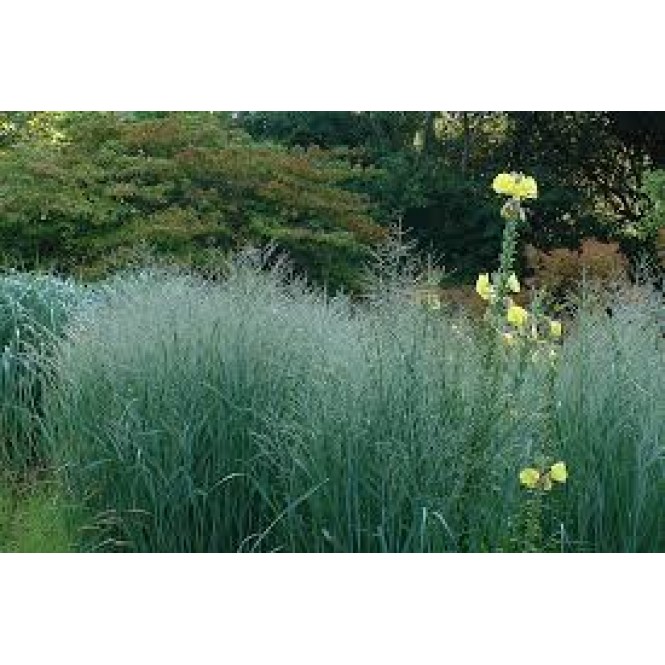 Ryškėtoji sora ( lot. Panicum virgatum) Dallas Blue