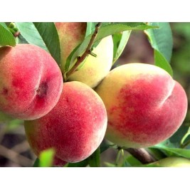 Persikas ( lot.Prunus persica) Harnas Persikas ( lot.Prunus persica) Harnas