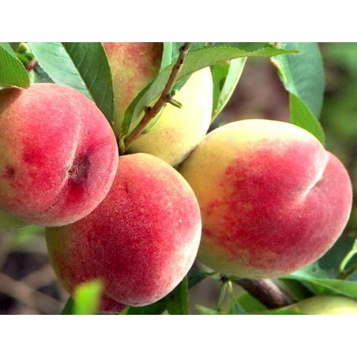 Persikas ( lot.Prunus persica) Harnas