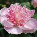 Bijūnas  (lot. peonia lactilora) Do Tell