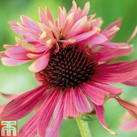 Ežiuolė  (lot.Echinacea purpurea)  Doubledecker