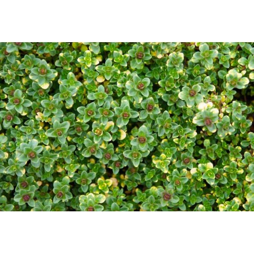 Čiobrelis citrininis ( lot. Thymus citriodorus ) Donney Valley