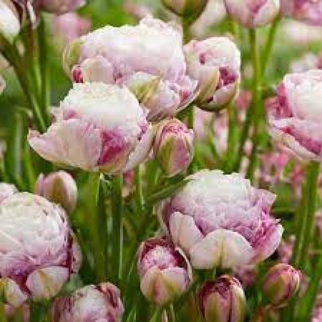 Tulpės  Double Surprise, 50 vnt, vazone