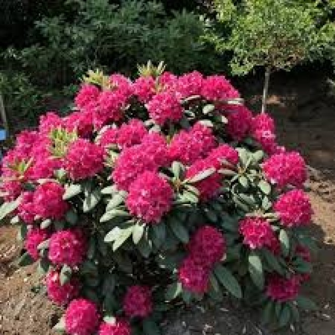 Rododendras ( lot. Rhododendron) Double Kiss