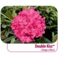 Rododendras ( lot. Rhododendron) Double Kiss