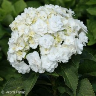 Hortenzija didžialapė  ( lot. Hydrangea macrophylla) Double Delight Wedding Gown