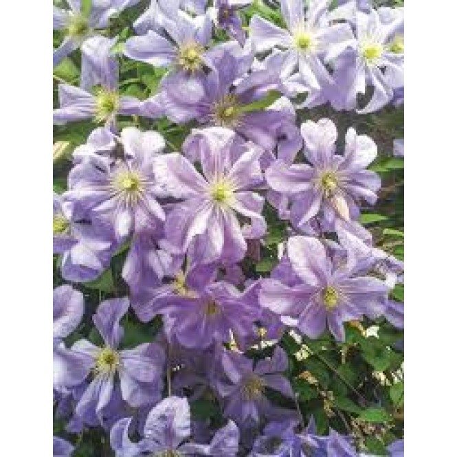 Raganė ( lot.Clematis ) Prince Charles