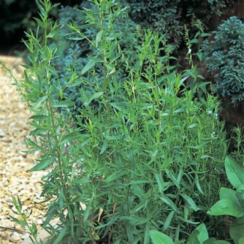 Pelėtrūnas ( lot. Artemisia dracunculus)