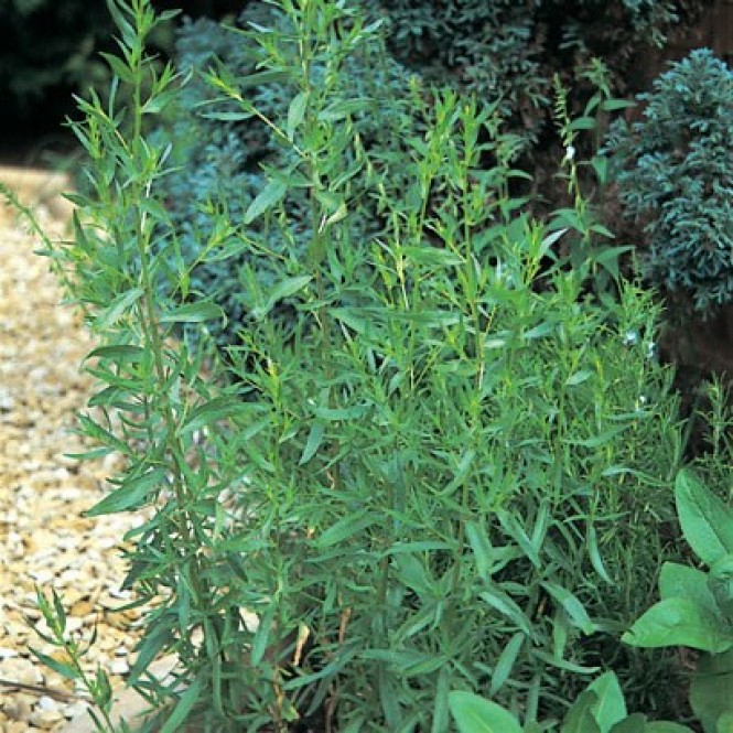 Pelėtrūnas ( lot. Artemisia dracunculus) Pelėtrūnas ( lot. Artemisia dracunculus)
