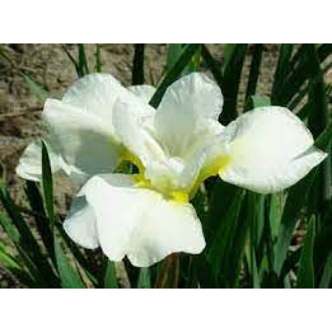 Vilkdalgis sibirinis  (lot. Iris sibirica ) Dreaming Green