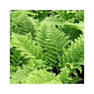 Papartis skėstalapis (lot. Dryopteris dilatata) Crispa Whiteside