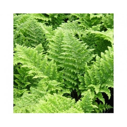 Papartis skėstalapis (lot. Dryopteris dilatata) Crispa Whiteside