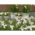 Vilkdalgis (lot. Iris hollandica ) White Magic, 100 vnt Vilkdalgis (lot. Iris hollandica ) White Magic, 100 vnt