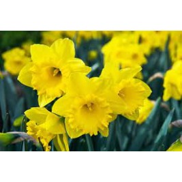 Narcizas didžiažiedis ( lot. Narcissus)  Dutch Master, 50 vnt Narcizas didžiažiedis ( lot. Narcissus)  Dutch Master, 50 vnt