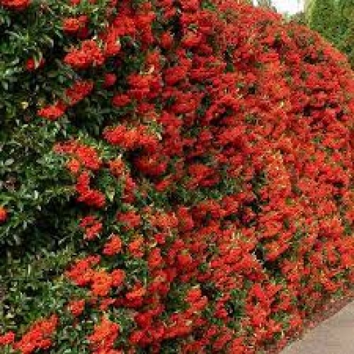 Dyglainė raudonvaisė ( lot. Pyracantha coccinea) Red Column