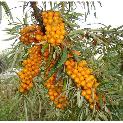 Šaltalankis ( lot. Hippophae rhamnoides)  Pollmix (vyriškas)