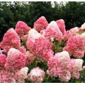 Hortenzija šluotelinė ( lot. Hydrangea paniculata) Living Strawberry blossom