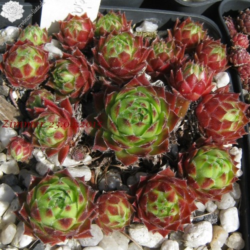 Šilropė ( lot. Sempervivum hybridum) Cassiopea