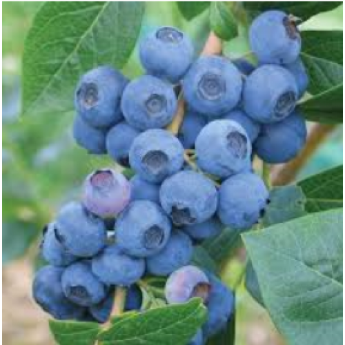 Šilauogė aukštoji ( lot. Vaccinium corymbosum) Earliblue