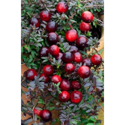 Spanguolė stambiauogė (Vaccinium macrocarpon) Early Black