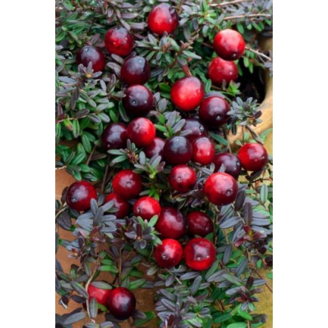 Spanguolė stambiauogė (Vaccinium macrocarpon) Early Black