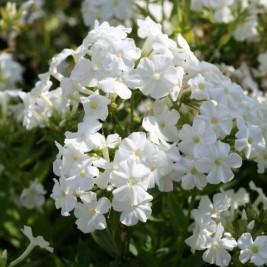 Flioksas ( Phlox paniculata)  Early White