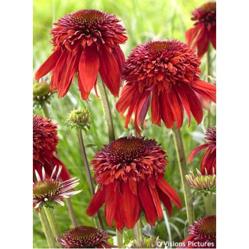 Ežiuolė  (lot.Echinacea purpurea) Eccentric