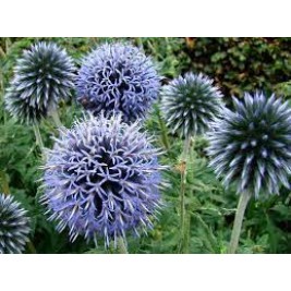 Bandrenis žydrasis ( lot. Echinops ritro) 