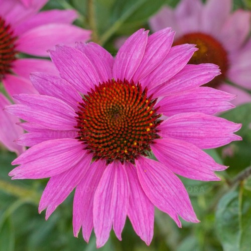 Ežiuolė rausvažiedė (lot.Echinacea purpurea) Amazing Dream