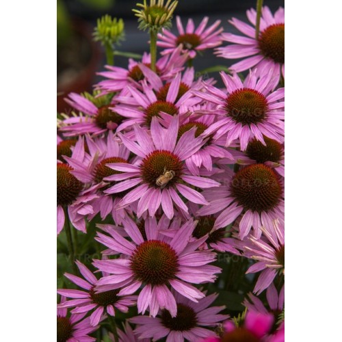 Ežiuolė rausvažiedė (lot.Echinacea purpurea) Fountain Light Purple
