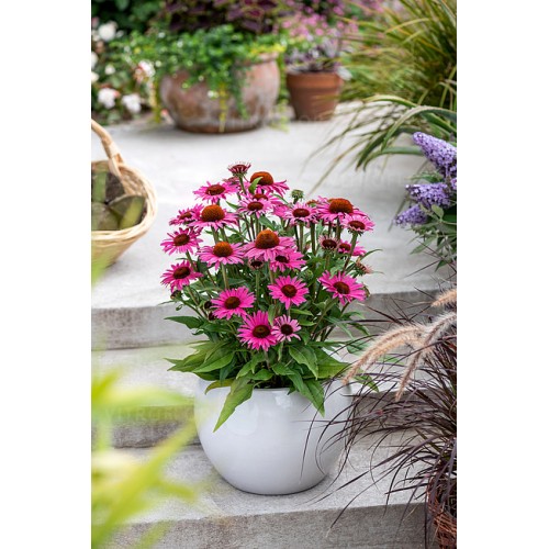 Ežiuolė  (lot.Echinacea purpurea) Sensation Wild Romance