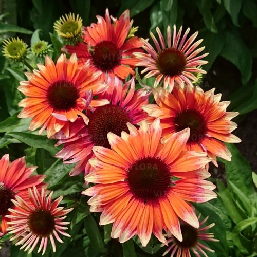 Ežiuolė  (lot.Echinacea purpurea)  Flamingo