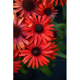 Ežiuolė  (lot.Echinacea purpurea) Fountain Red