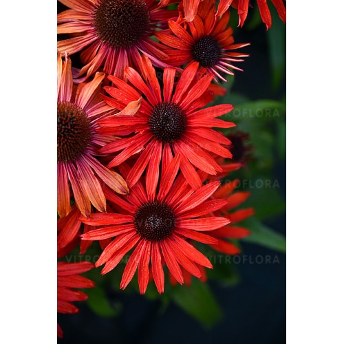 Ežiuolė  (lot.Echinacea purpurea) Fountain Red