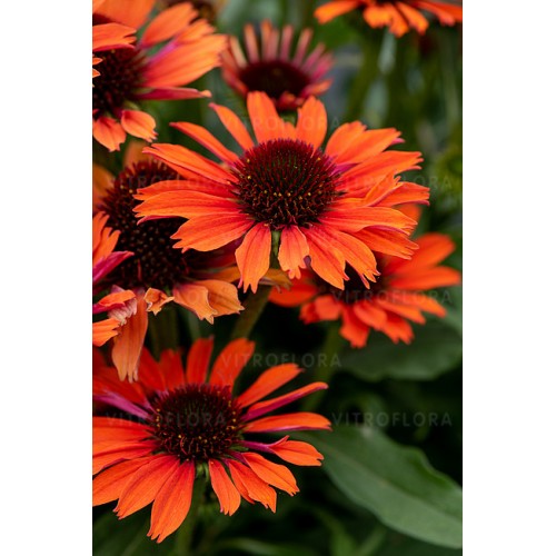 Ežiuolė  (lot.Echinacea purpurea) Orange Pearl