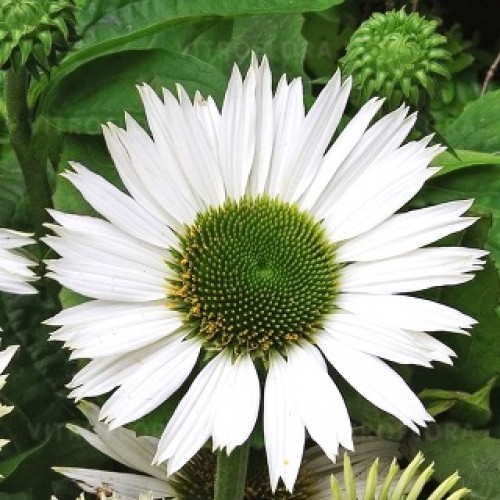 Ežiuolė  (lot.Echinacea purpurea)  Virgin