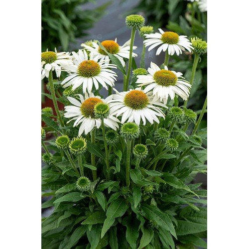 Ežiuolė  (lot.Echinacea purpurea) White Pearl