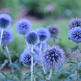 Bandrenis ( lot. Echinops bannaticus)  Blue Globe