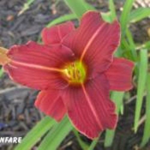 Viendienė  (lot.Hemerocallis ) Eenie Fanfare