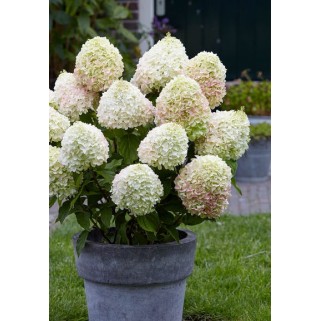Hortenzija šluotelinė ( lot. Hydrangea paniculata) Living summer love