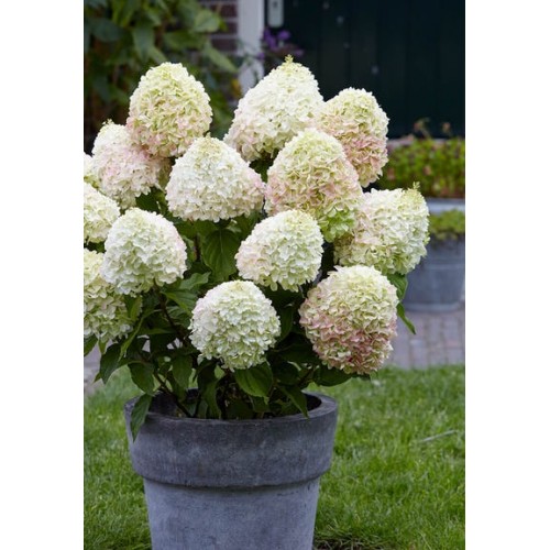 Hortenzija šluotelinė ( lot. Hydrangea paniculata) Living summer love