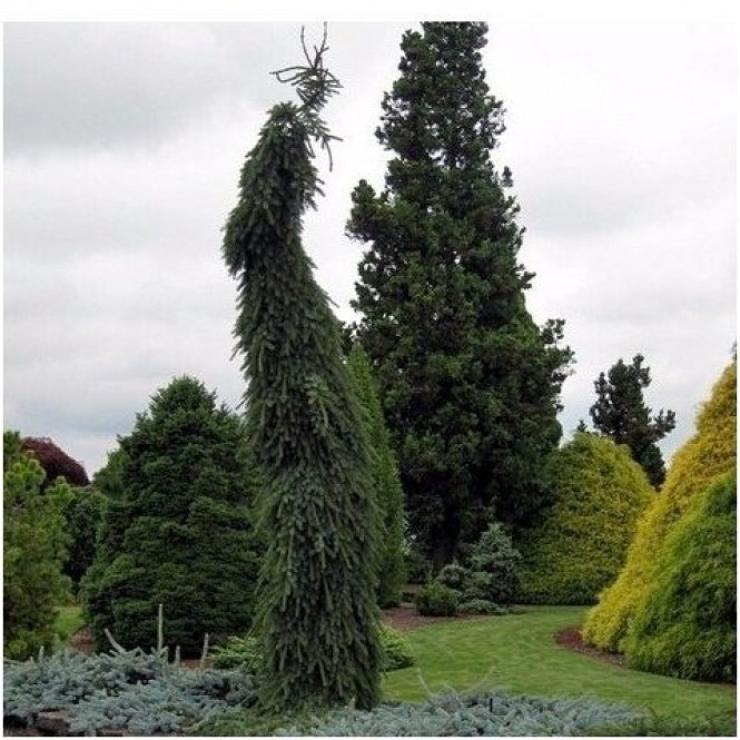 Eglė serbinė ( Picea  omorika) Bruns Pendula