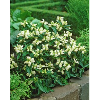 Vėžlūnė (lot.Chelone obliqua) Alba