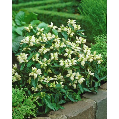 Vėžlūnė (lot.Chelone obliqua) Alba