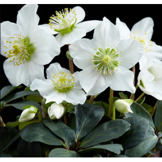 Eleboras baltažiedis  ( lot. Helleborus niger) Praecox