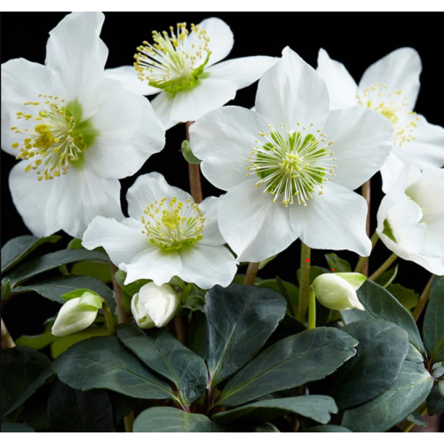 Eleboras baltažiedis  ( lot. Helleborus niger) Praecox