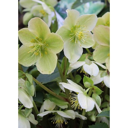 Eleboras rausvažiedis  ( lot. Helleborus orientalis)  Pretty Elen White