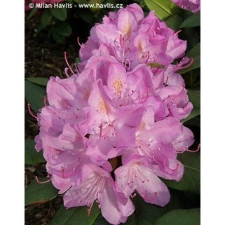 Rododendras ( lot. Rhododendron) Roseum Elegans