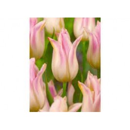 Tulpės  Elegant LAdy 5 vnt  Tulpės  Elegant LAdy 5 vnt